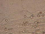 Pluteus thomsonii image