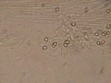 Pluteus thomsonii image