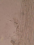 Pluteus thomsonii image
