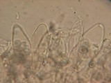Pluteus thomsonii image
