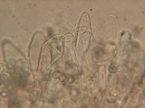 Pluteus thomsonii image