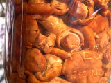 Cantharellus formosus image