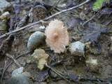 Gymnopus kauffmanii image
