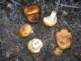 Russula laurocerasi image
