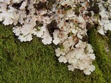 Lobaria amplissima image