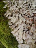 Lobaria amplissima image
