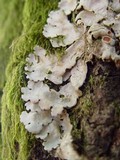 Lobaria amplissima image