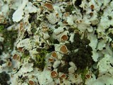 Lobaria amplissima image