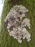 Lobaria amplissima image