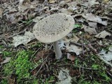 Amanita rhacopus image
