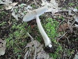 Amanita rhacopus image