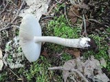 Amanita rhacopus image