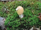 Amanita praecox image