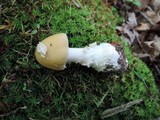 Amanita praecox image