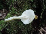 Amanita praecox image