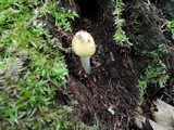 Amanita praecox image