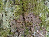 Nephroma laevigatum image