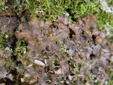 Nephroma laevigatum image