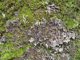 Peltigera praetextata image