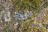 Leptogium cyanescens image