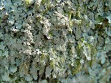 Parmelia saxatilis image