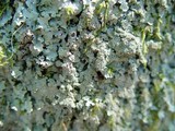 Parmelia saxatilis image