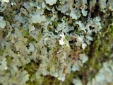 Parmelia saxatilis image