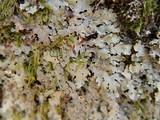Parmelia saxatilis image