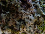 Parmelia saxatilis image