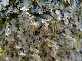 Parmelia saxatilis image