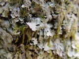 Parmelia saxatilis image