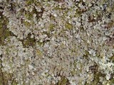 Parmelia saxatilis image