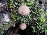 Cystoagaricus hirtosquamulosus image