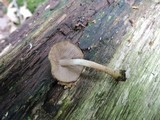 Cystoagaricus hirtosquamulosus image
