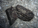 Mollisia lividofusca image