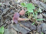 Laccaria amethystina image