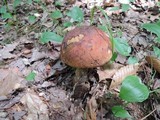 Boletus luridus image