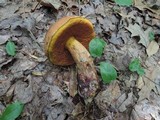 Boletus luridus image