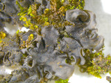Leptogium cyanescens image