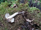 Megacollybia rodmani image