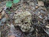 Polyporus umbellatus image