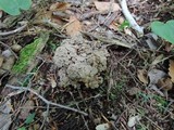Polyporus umbellatus image