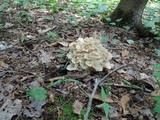 Polyporus umbellatus image