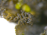 Leptogium cyanescens image