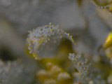 Leptogium cyanescens image
