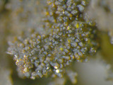 Leptogium cyanescens image