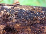 Chaetosphaeria ovoidea image