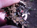 Hypogymnia imshaugii image