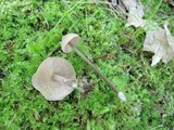 Entoloma conicum image