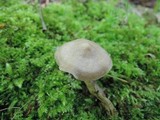 Entoloma conicum image
